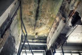 Best Asbestos and Lead Testing During Mold Inspection  in Fox Lake Hls, IL